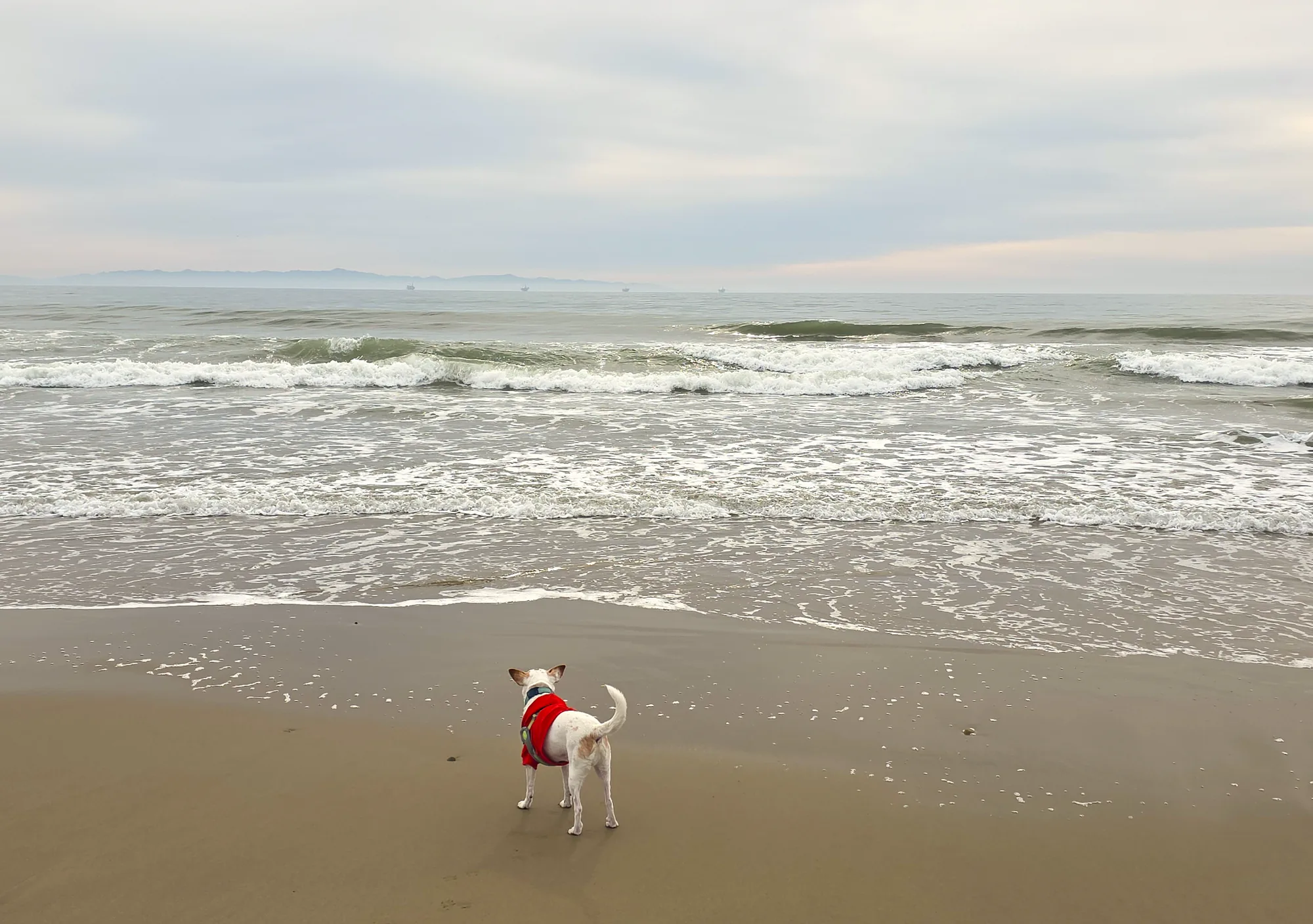 Milo looking out at the Pacific Ocean on a California beach