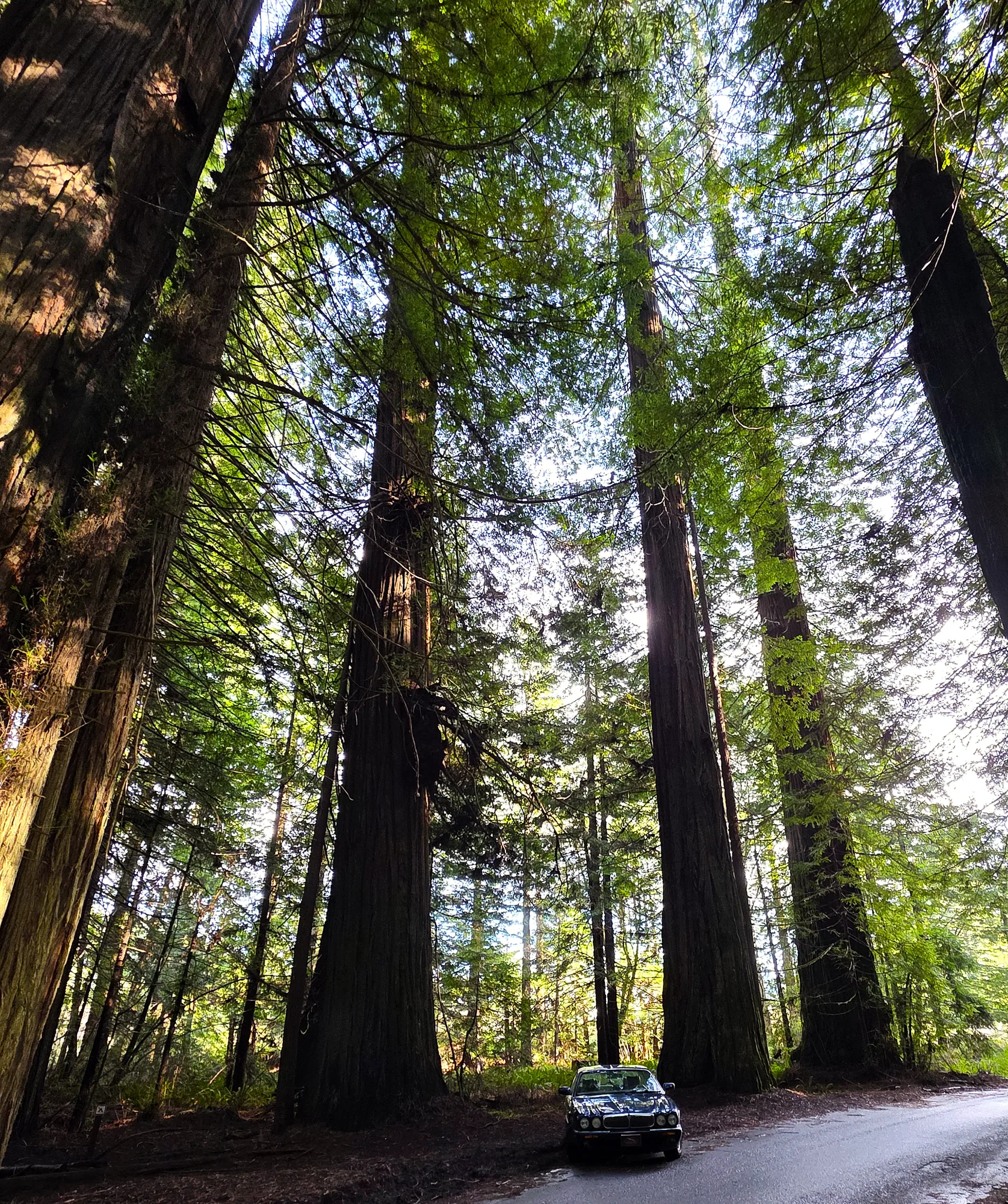 Jaguar X308 beneath towering ancient redwoods
